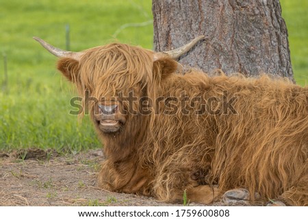 Similar – Young cattle Cattle Calf