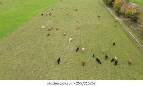 Brown highland cows grazing on open field. - Powered by Shutterstock