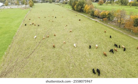 Brown highland cows grazing on open field. - Powered by Shutterstock