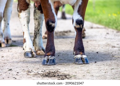 Brown hooves of a cow standing in Hoof of a dairy cow standing on a path, red and white fur