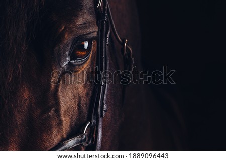 Brown horse against black background.