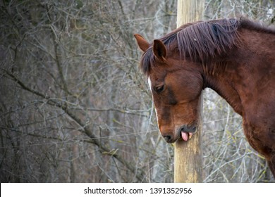 Crib Bite Images Stock Photos Vectors Shutterstock