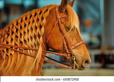 Brown Horse With A Beautifully Braided Mane