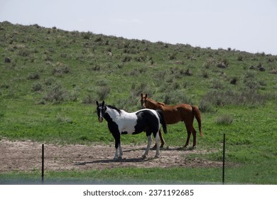 a brown horse, and a black and white horse stand next to each other in the dirt in front of a grassy hill in the country - Powered by Shutterstock