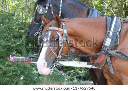 Brown Horse with blinkers on looking directly in to the Camera taken in Bulgaria, the horse is attached to a carriage and at the side of the horse there is a black horse also with blinkers on.