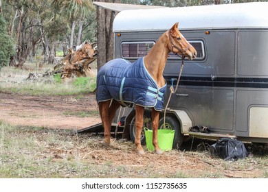 A Brown Horse With A Blue Rug Tethered To A Horse Float