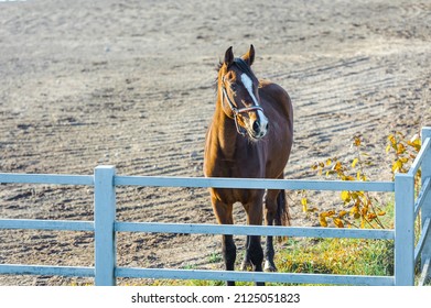 A Brown Horse At A Horse Breeding Farm In A Village On Autumn Sunset On Dreamy Meadow In Golden Hour. High Quality Photo