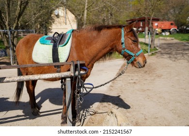 A Brown Horse At A Horse Breeding Farm In A Village On Spring Sunset