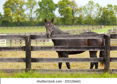 Brown Horse By The Fence