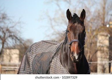 Brown horse in coat in the spring