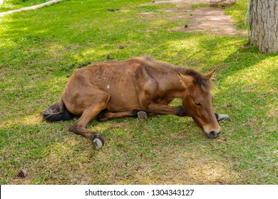 Brown horse with colic laying on side or sick and sleep on grass field