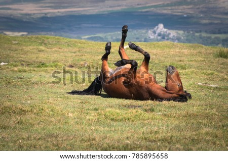 Brown Horse in Dartmoor National Park