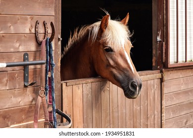 Brown horse, detail - only head visible out from wooden stables box - Shutterstock ID 1934951831
