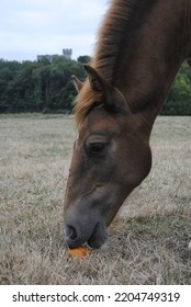 Brown Horse Eating An Apple