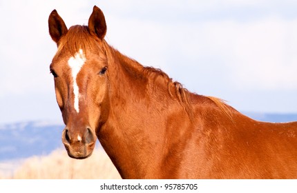 A brown horse facing the camera