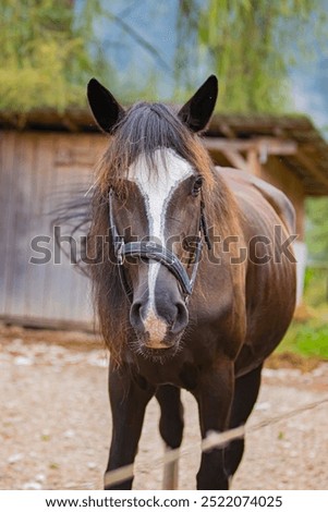 Similar – long face, little horse