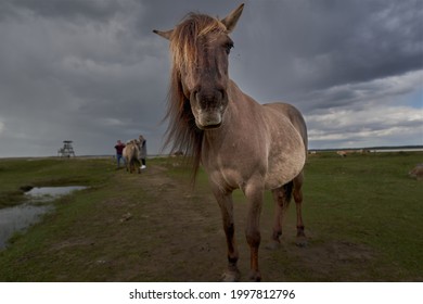 Brown Horse In Field On Rainy Day. High quality photo