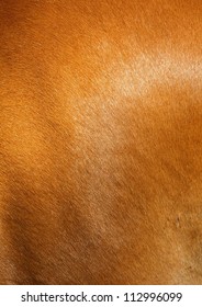 Brown Horse Fur Background