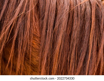 Brown Horse Fur And Mane Texture Or Background.