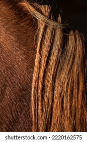 Brown Horse Fur And Mane Texture Or Background.