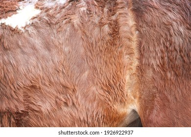 Brown Horse Fur Texture Nature For Background	