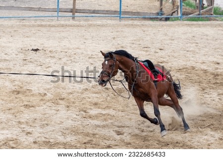 Brown horse galloping around the racetrack and training Stock photo © 