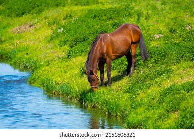 7,427 Horses high grass Images, Stock Photos & Vectors | Shutterstock