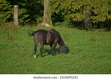 brown horse grazes on a green meadow near the forest - Powered by Shutterstock