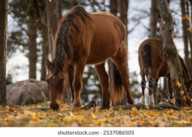 Brown horse grazing on fallen autumn leaves under trees. Estonian native horses ( Estonian Klepper) grazing in the coastal meadow. Useful for nature and wildlife themes, equestrian subjects, seasonal  - Powered by Shutterstock