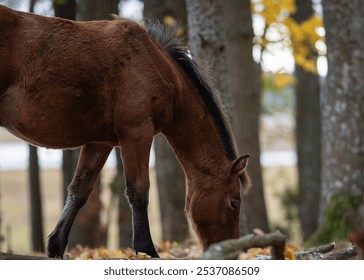 Brown horse grazing on fallen autumn leaves under trees. Estonian native horses ( Estonian Klepper) grazing in the coastal meadow. Useful for nature and wildlife themes, equestrian subjects, seasonal  - Powered by Shutterstock