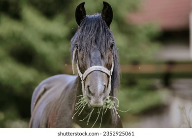 A brown horse grazing peacefully in a beautiful field Free-spirited horsed graze - Powered by Shutterstock