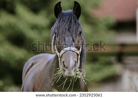 A brown horse grazing peacefully in a beautiful field Free-spirited horsed graze