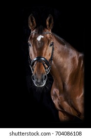 A brown horse head with bridle against black background