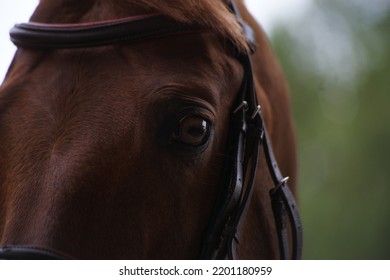 Brown Horse Head And Eye