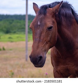 Brown Horse Head Large On The Field