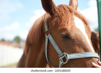 Brown Horse Head In The Street