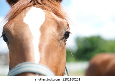 Brown Horse Head In The Street