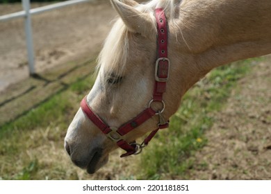 Brown Horse Head In The Street