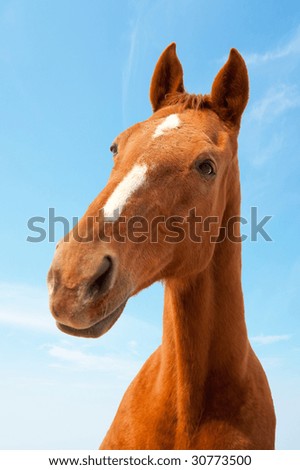 Similar – Image, Stock Photo Curious horse against sky. View from below