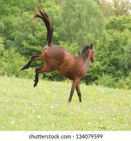 Brown horse kicking on pasturage in summer