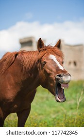 brown-horse-laughing-on-background-260nw