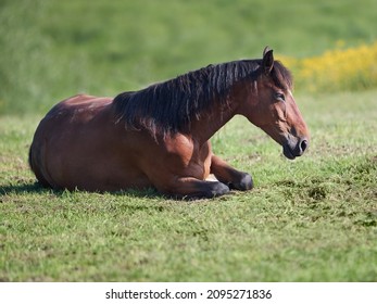 Brown Horse Laying Down In Prairie