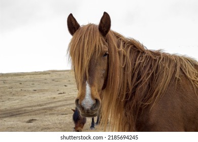 A brown horse with a long mane close-up against a yellow field and a light sky