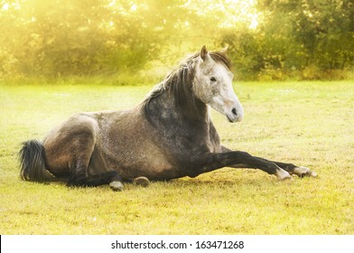 brown horse lying on the autumn nature