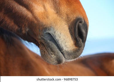 Brown Horse Nose Close Up