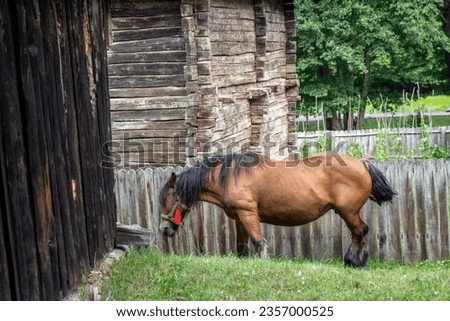 Brown horse in the old peasant houses, Astra village museum, Sibiu, Transylvania, Romania, Europe