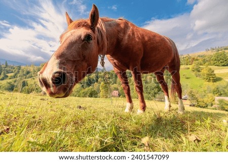 Brown horse on a pasture, looking into the camera. Close-up wide angle lenses shot.
