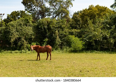 Brown Horse On Randalls And Wards Islands During Summer In New York City