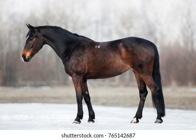 Brown Horse On The Winter Road -  Conformation