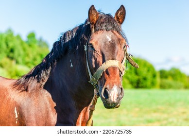 Brown Horse in a pasture of a farm. Chestnut Horse Standing Outdoor nature.Summer day. - Shutterstock ID 2206725735